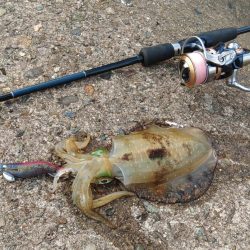 エギング絶好調！